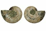 Cut & Polished, Agatized Ammonite Fossil - Madagascar #191609-1